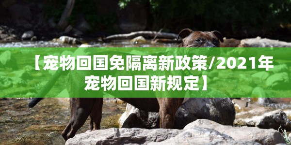 【宠物回国免隔离新政策/2021年宠物回国新规定】
